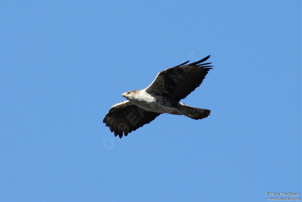 Bonelli's Eagleadult, Flight