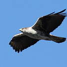 Aigle de Bonelli