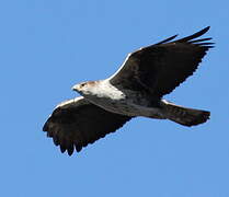 Bonelli's Eagle