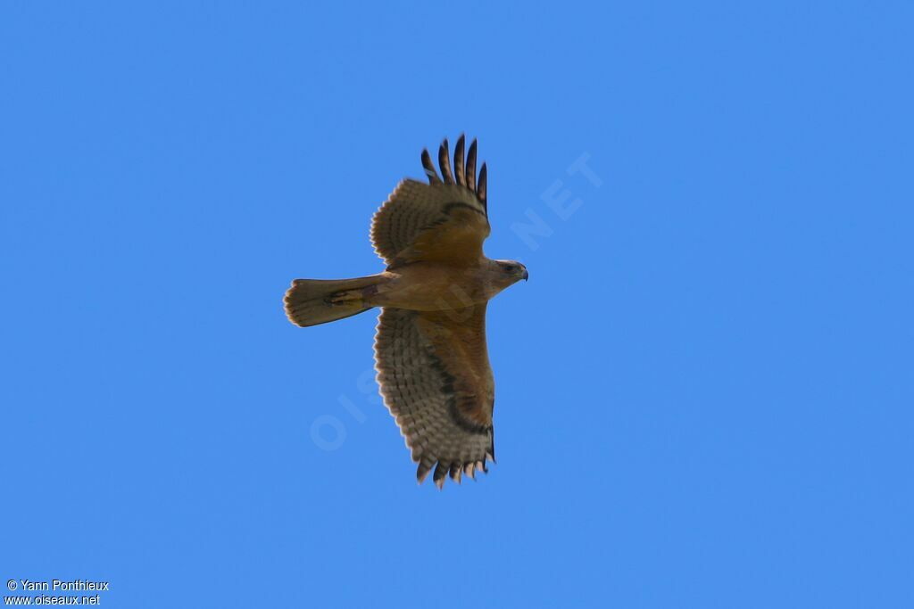 Bonelli's Eagle