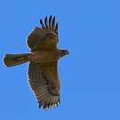 Aigle de Bonelli