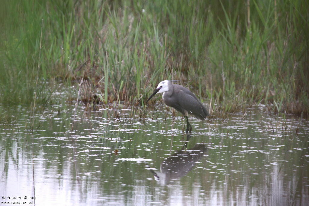 Aigrette des récifs