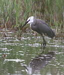 Aigrette des récifs