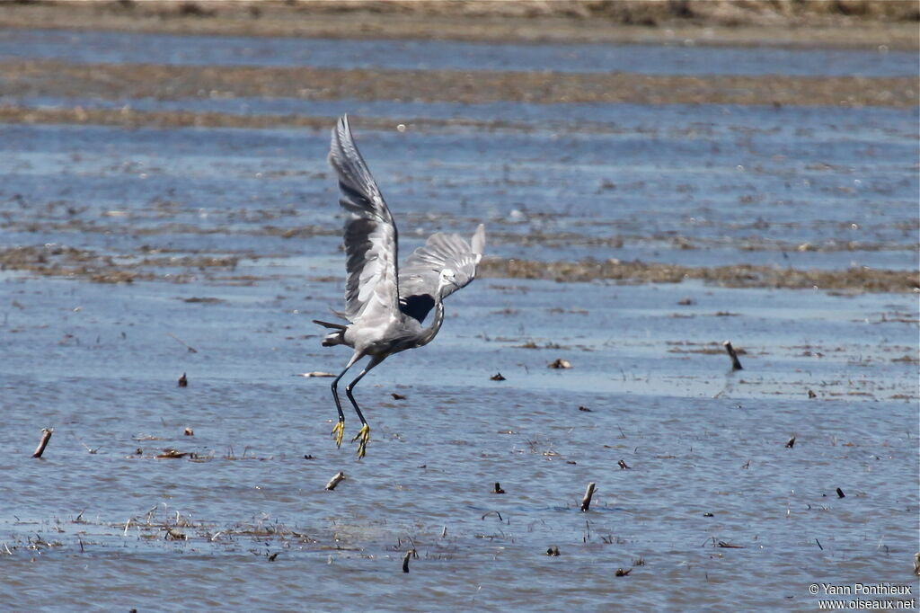 Western Reef Heron