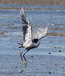 Aigrette des récifs