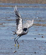 Aigrette des récifs