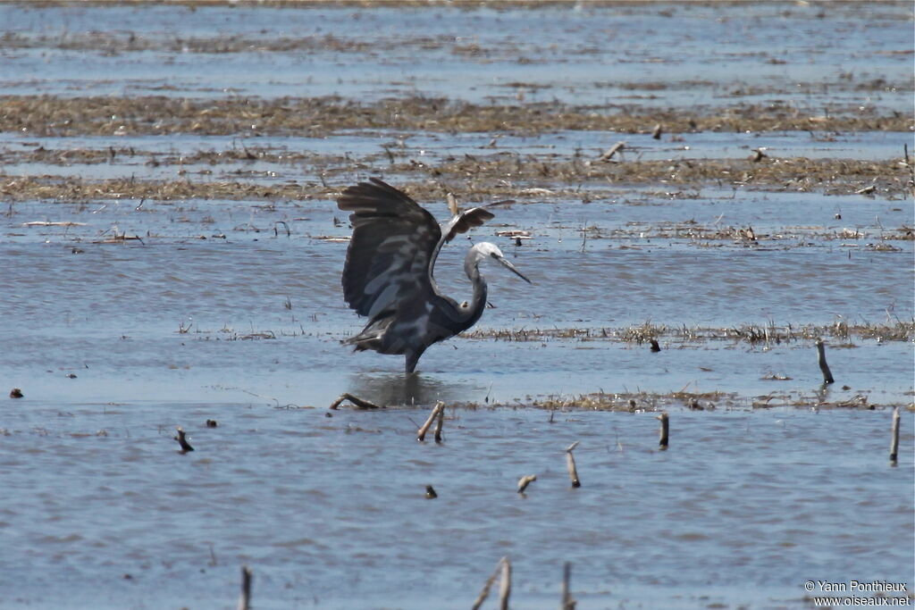 Western Reef Heron