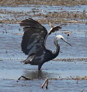 Western Reef Heron