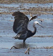 Aigrette des récifs