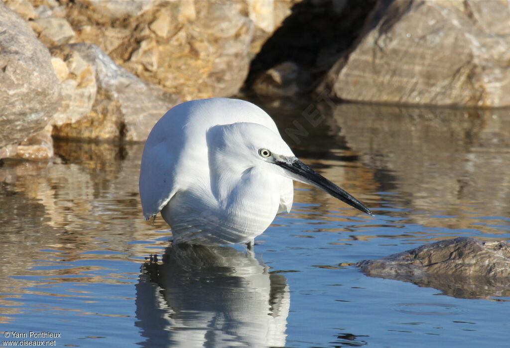 Little Egret