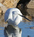 Aigrette garzette