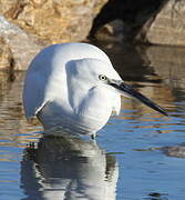 Little Egret