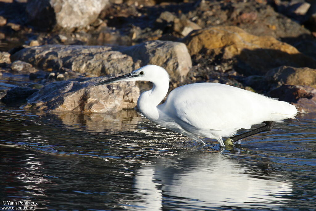 Aigrette garzette