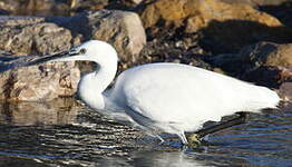 Aigrette garzette