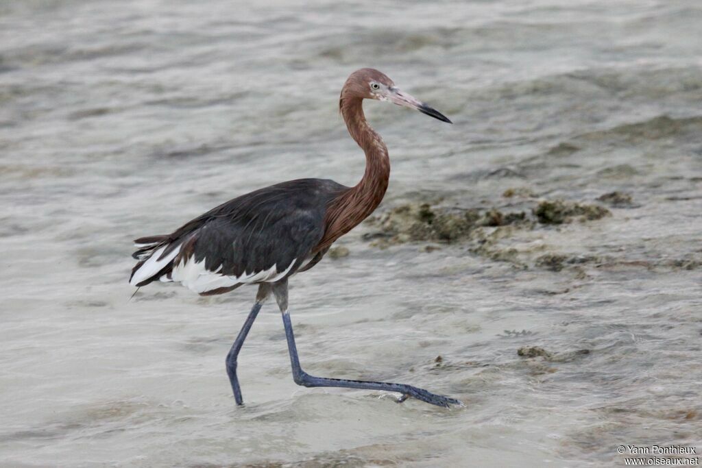 Tricolored Heron