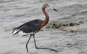 Aigrette tricolore