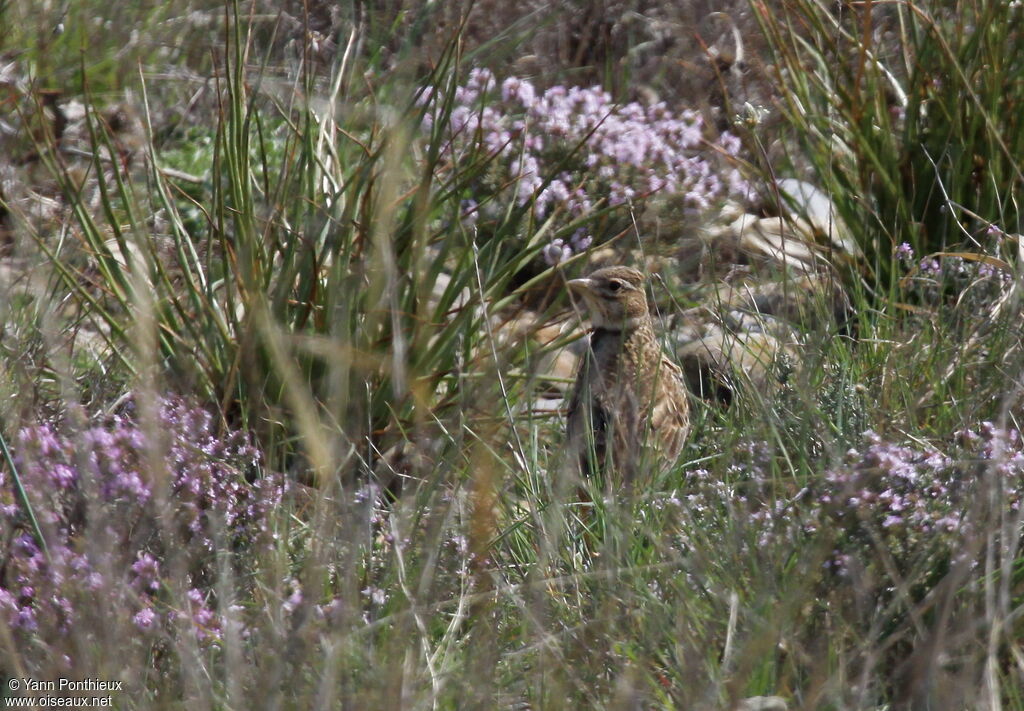 Calandra Lark