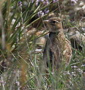 Calandra Lark