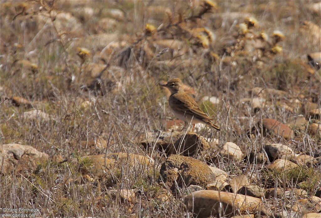 Greater Short-toed Lark