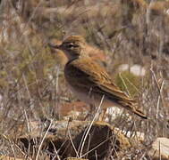 Greater Short-toed Lark