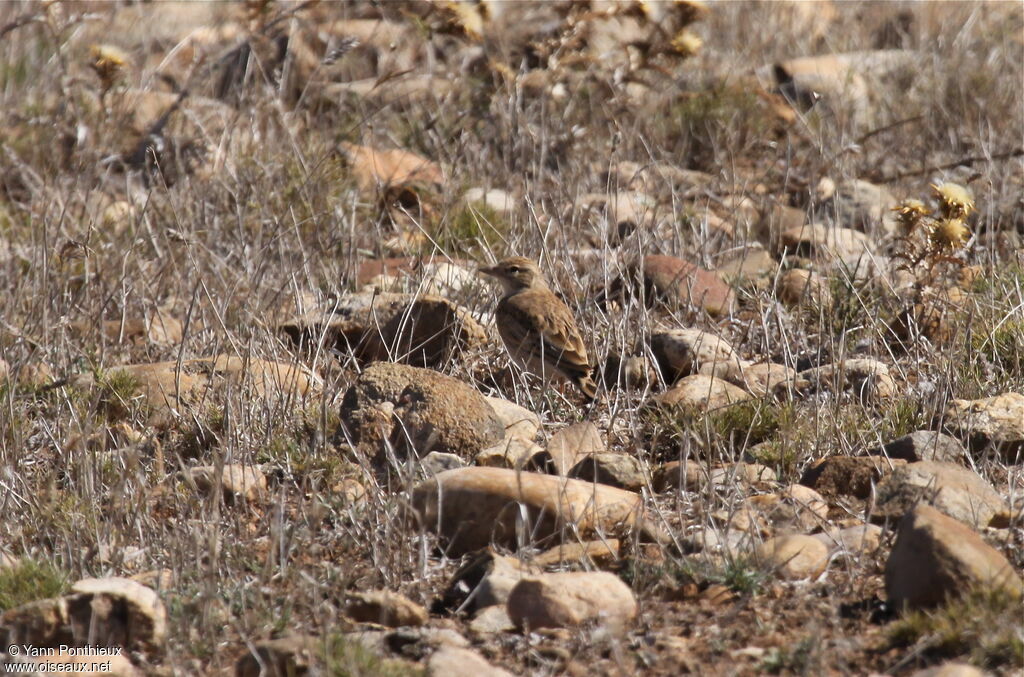 Greater Short-toed Lark