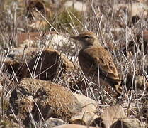 Greater Short-toed Lark