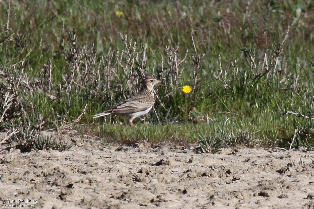 Eurasian Skylark