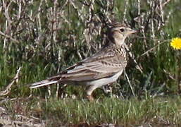 Eurasian Skylark