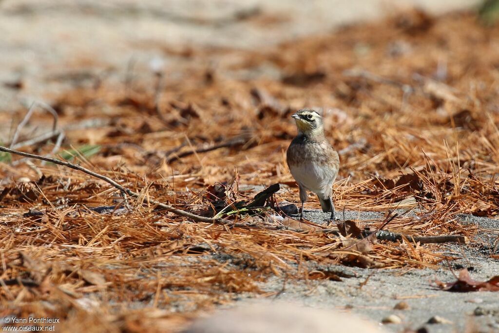 Horned Lark