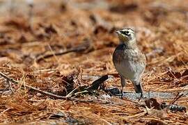 Horned Lark