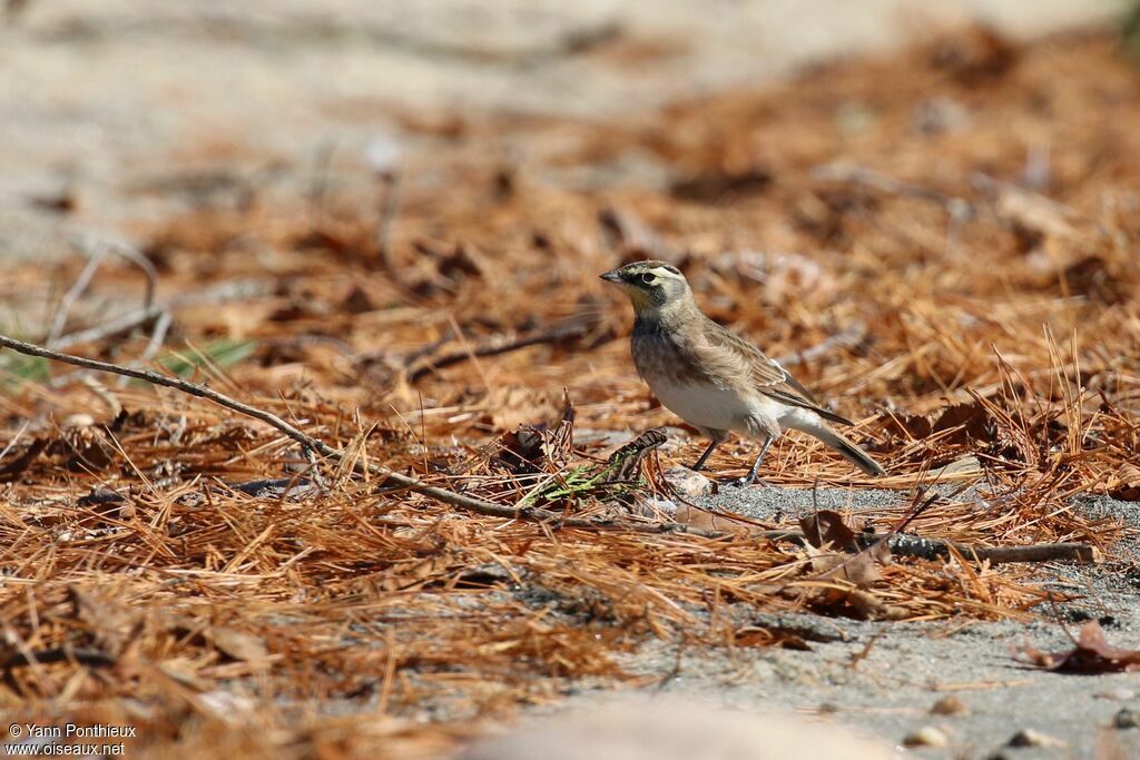 Horned Lark