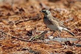 Horned Lark