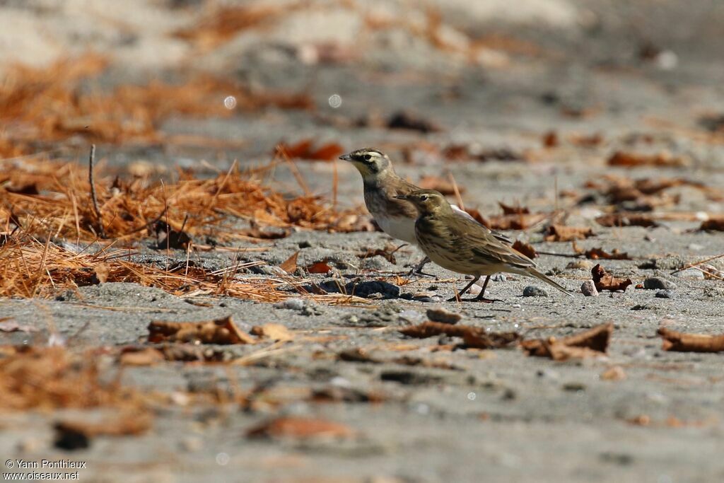 Horned Lark