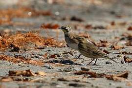 Horned Lark