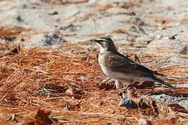 Horned Lark