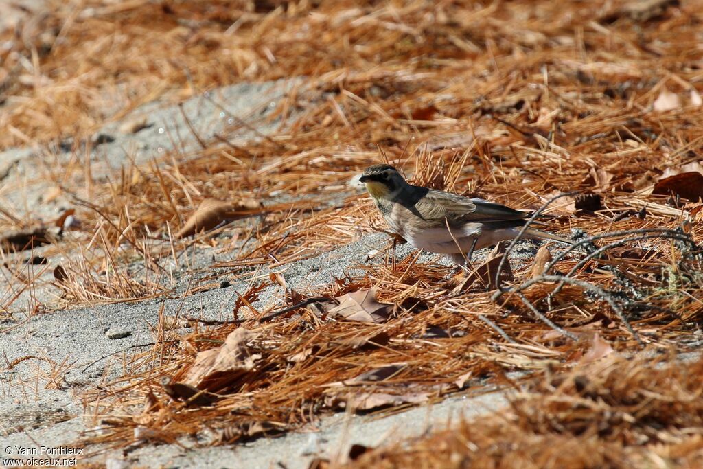 Horned Lark