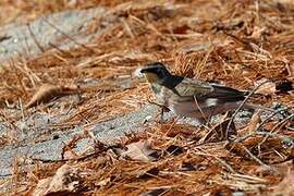 Horned Lark