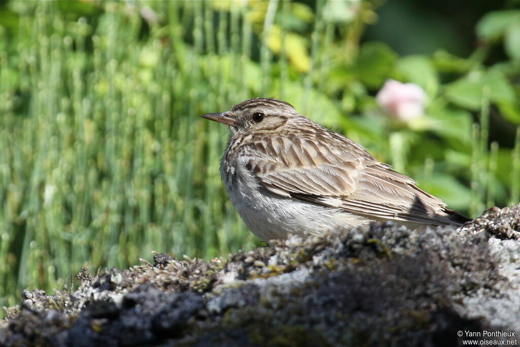 Woodlark