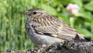 Woodlark