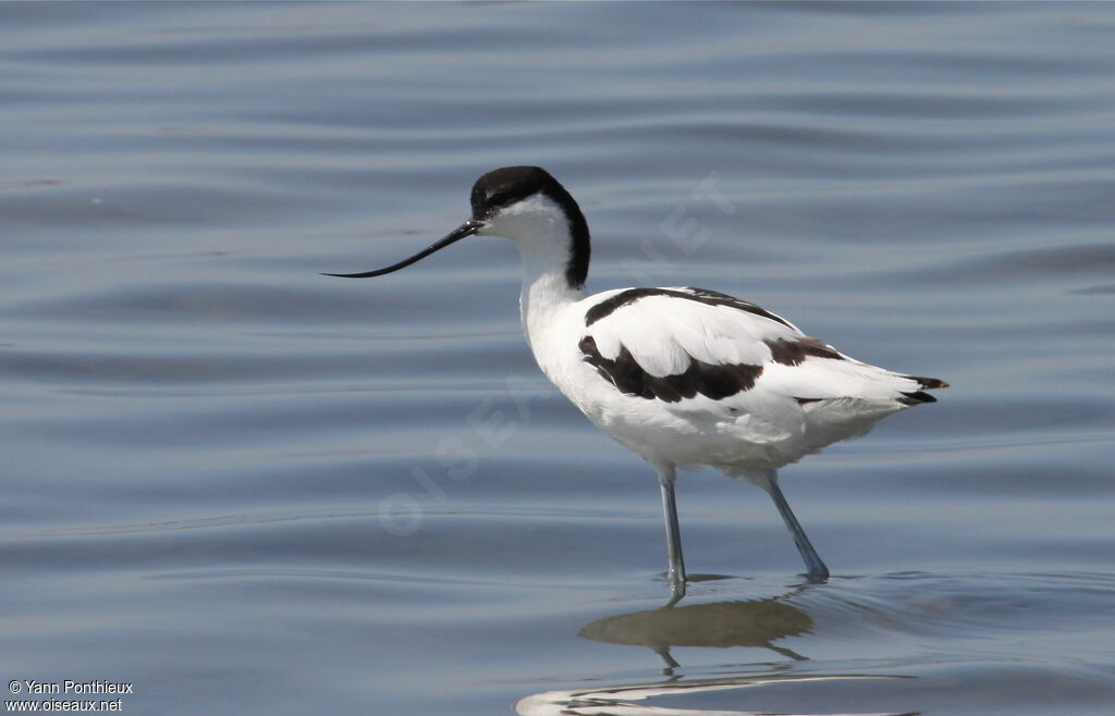 Pied Avocetadult