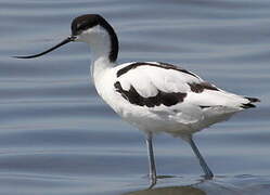 Avocette élégante