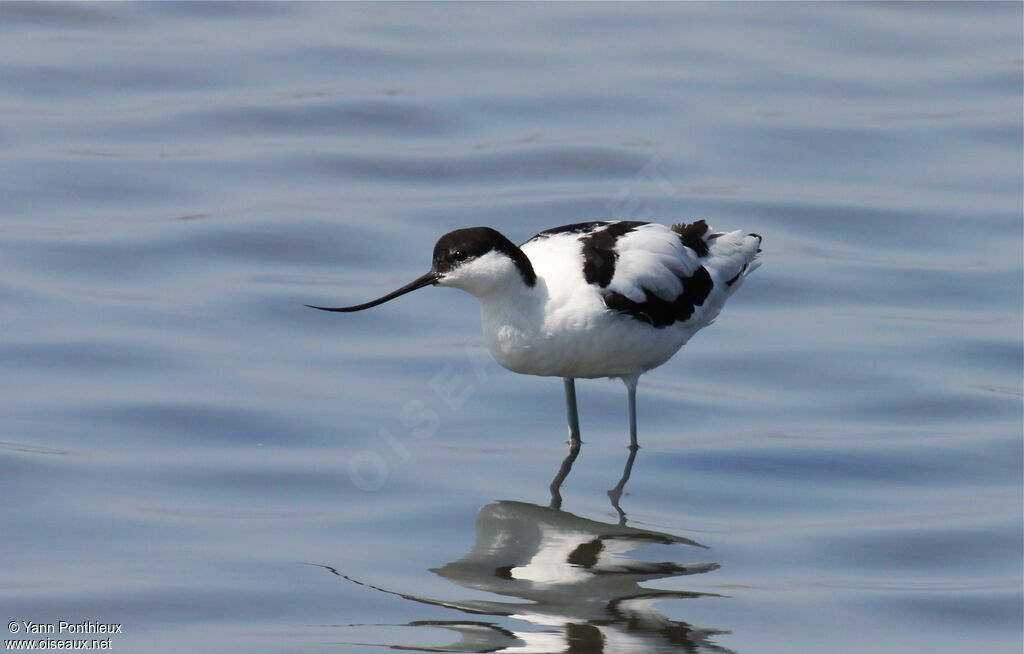 Pied Avocetadult