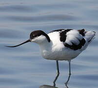 Avocette élégante