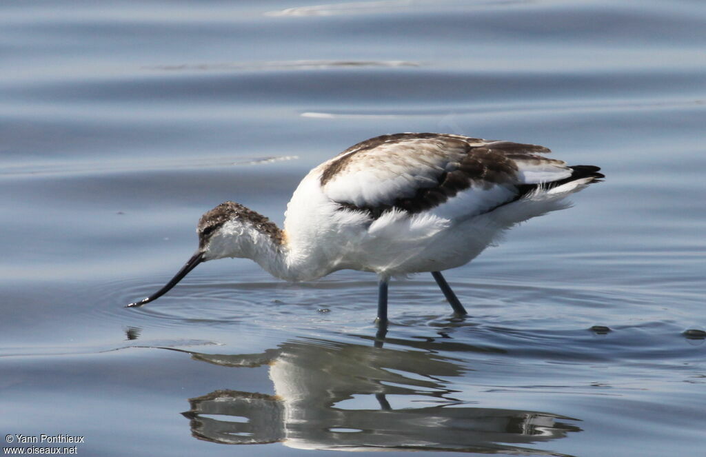 Pied Avocetimmature