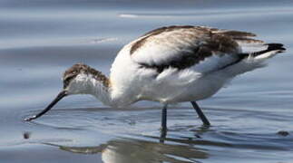 Avocette élégante