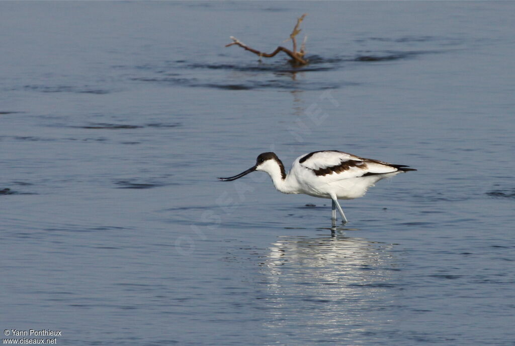 Avocette éléganteadulte internuptial