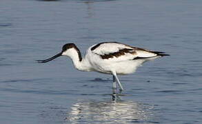 Avocette élégante