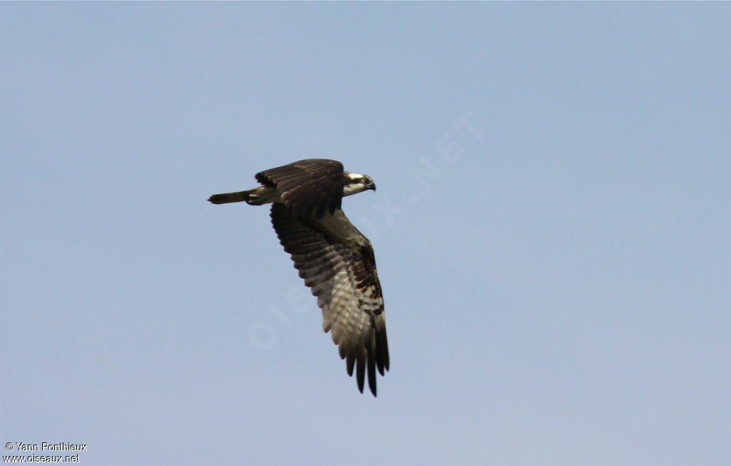 Osprey