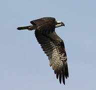 Western Osprey