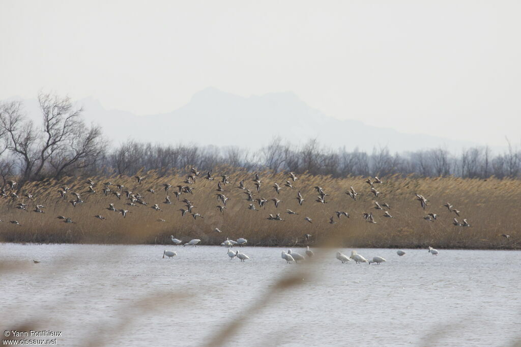 Black-tailed Godwit